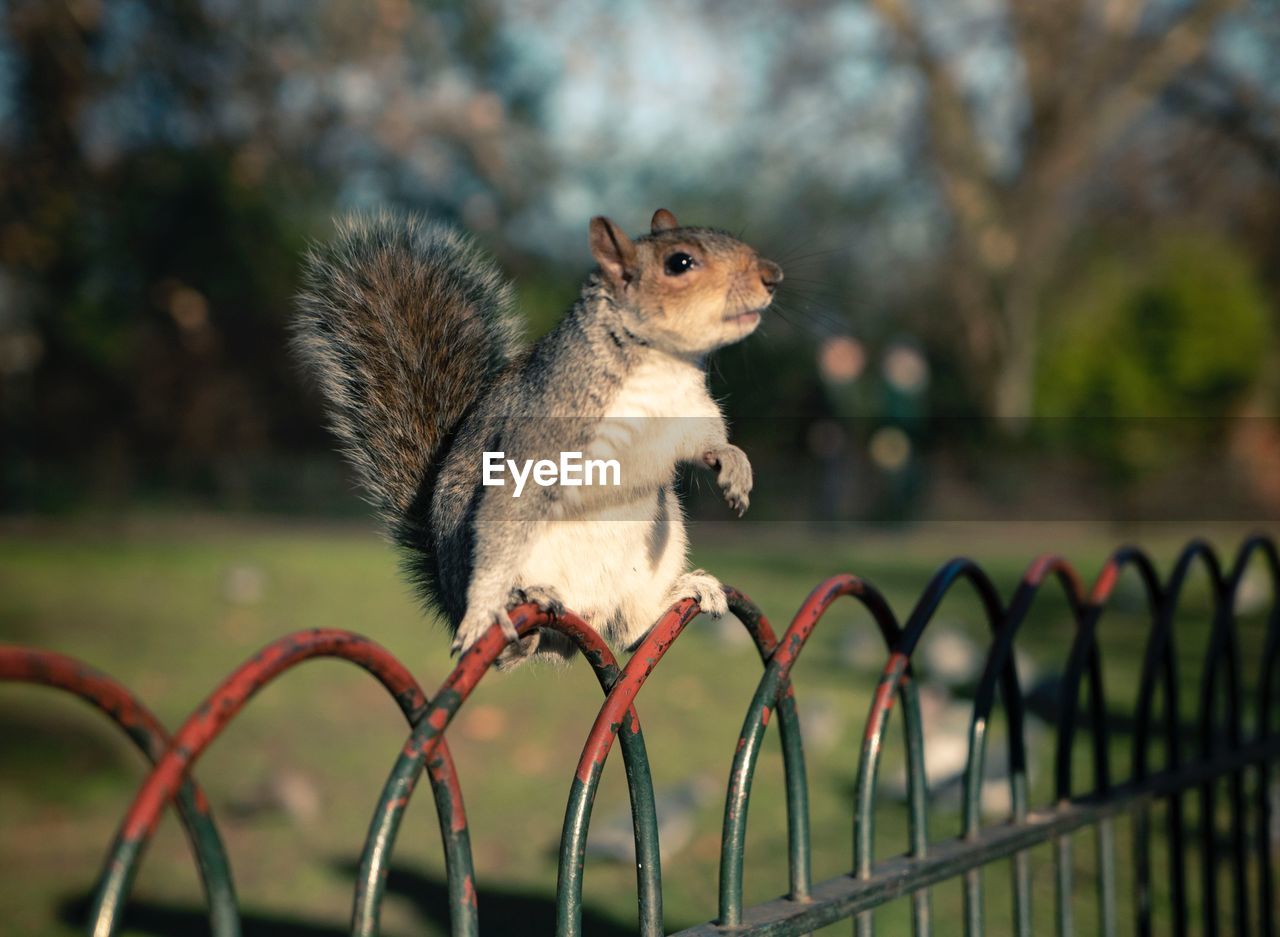 Close-up of squirrel on metal fence 