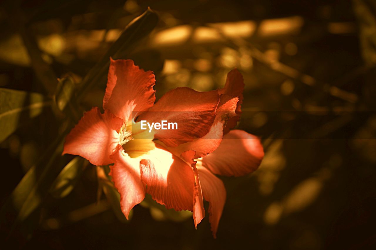 CLOSE-UP OF DAY LILIES BLOOMING OUTDOORS