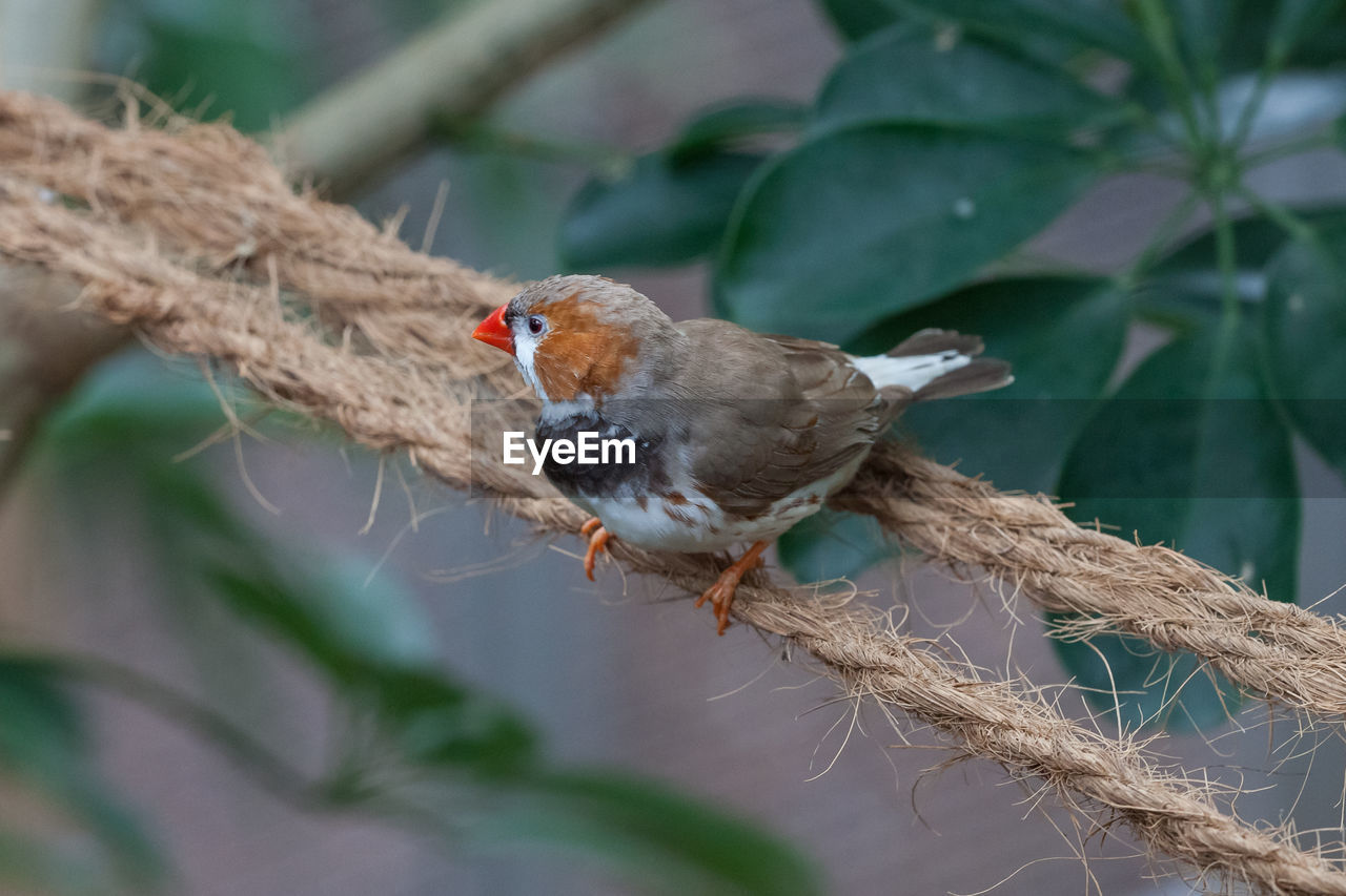 BIRD PERCHING ON A BRANCH