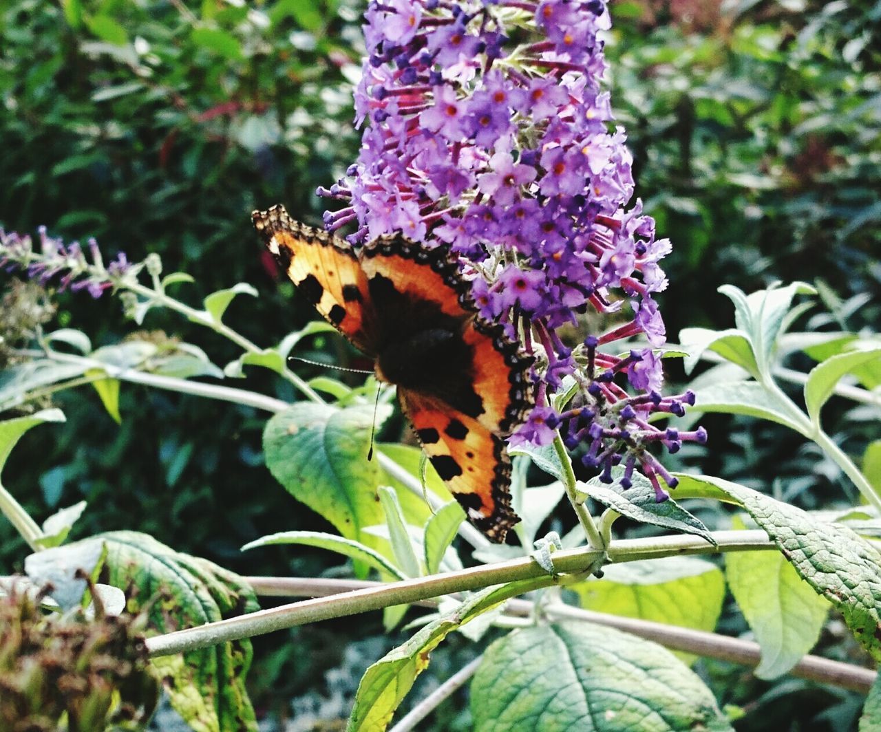 CLOSE-UP OF BUTTERFLY POLLINATING ON PURPLE FLOWER