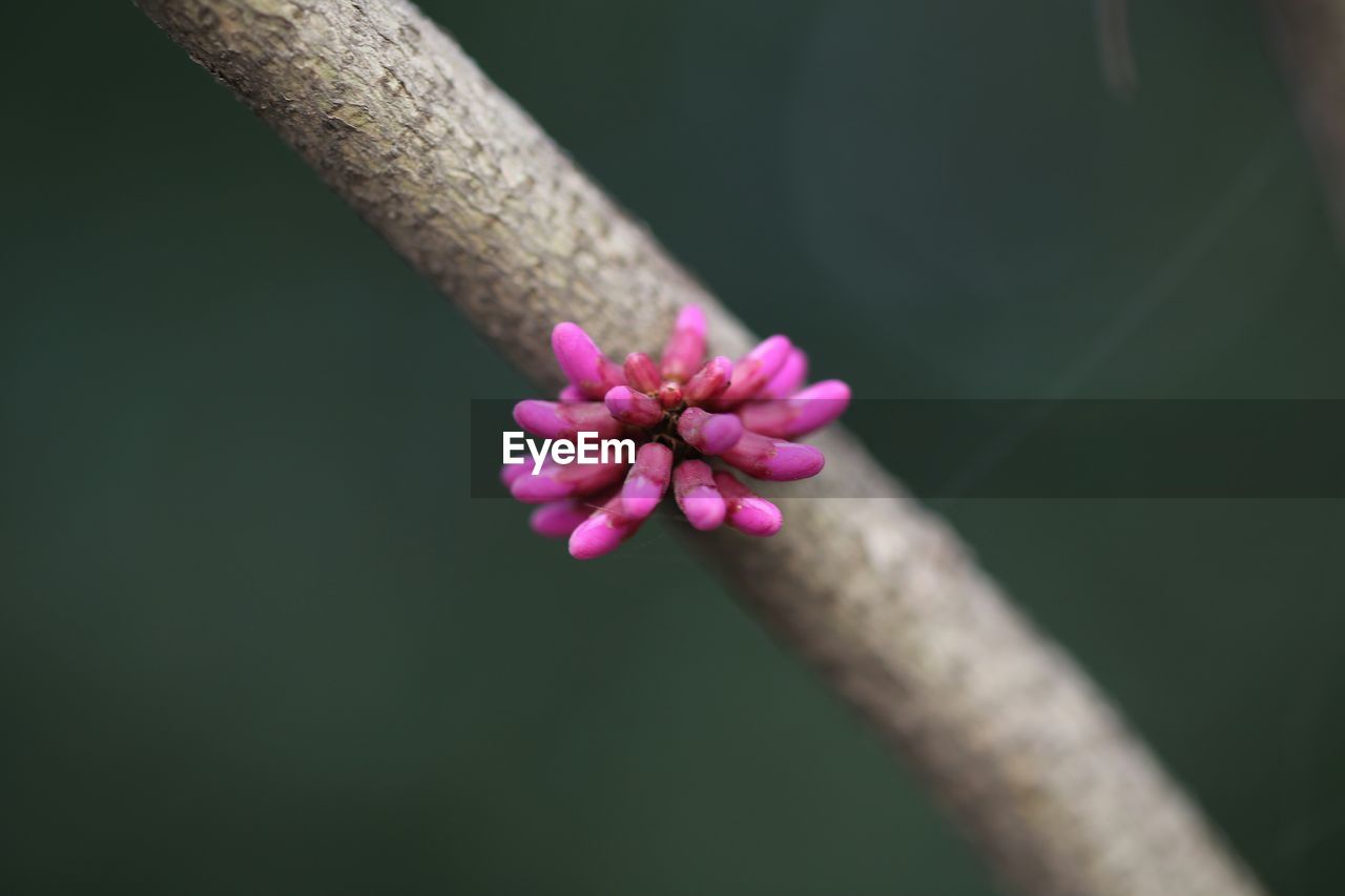 Close-up of pink flowers