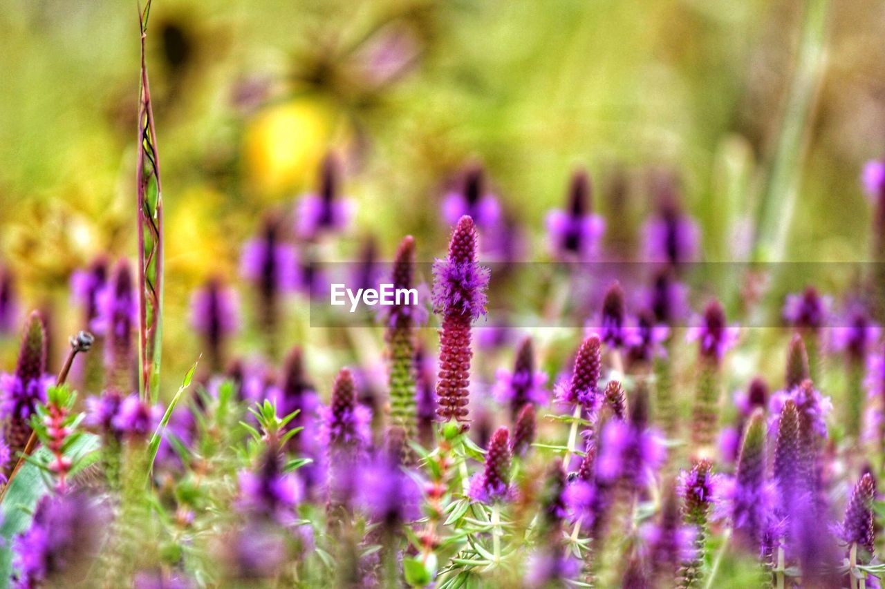 Close-up of lavender blooming on field