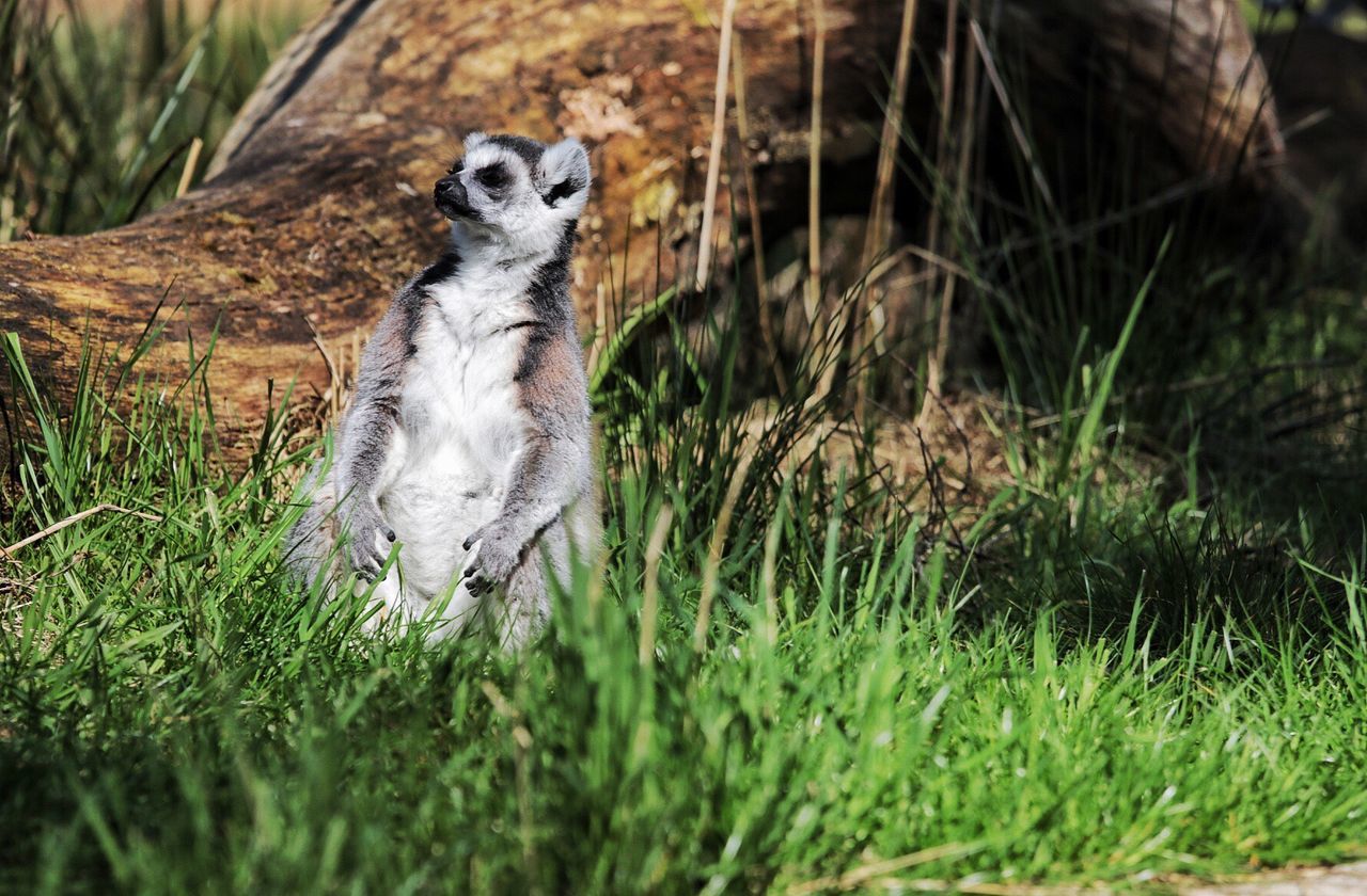 Lemur sitting on grass