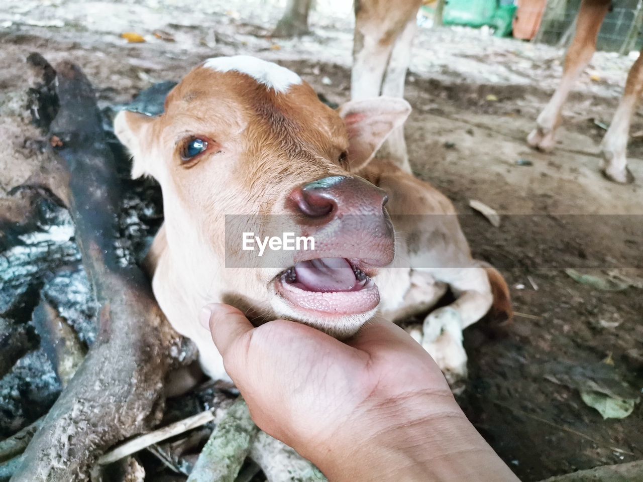 HIGH ANGLE VIEW OF A HORSE