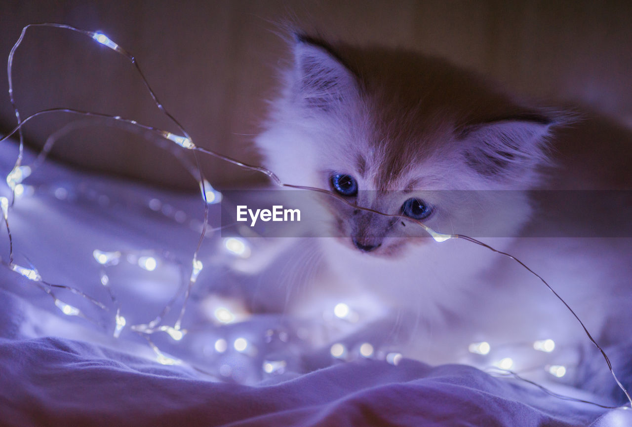 Close-up portrait of cat