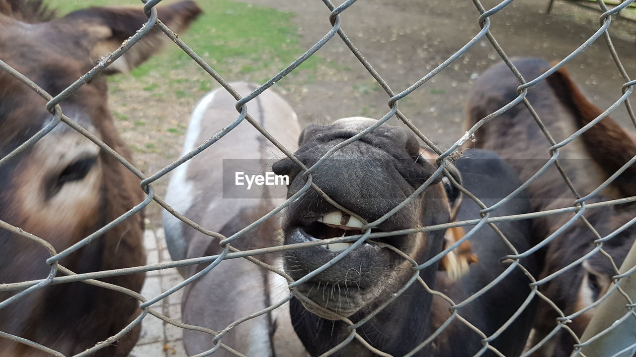 HORSES IN A FENCE