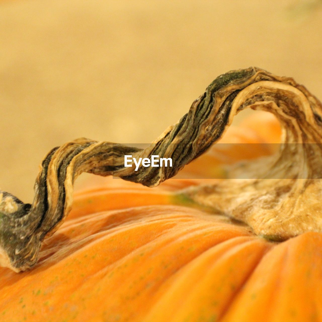 Close-up of pumpkin