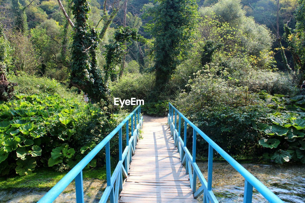 FOOTBRIDGE ALONG TREES AND PLANTS IN FOREGROUND