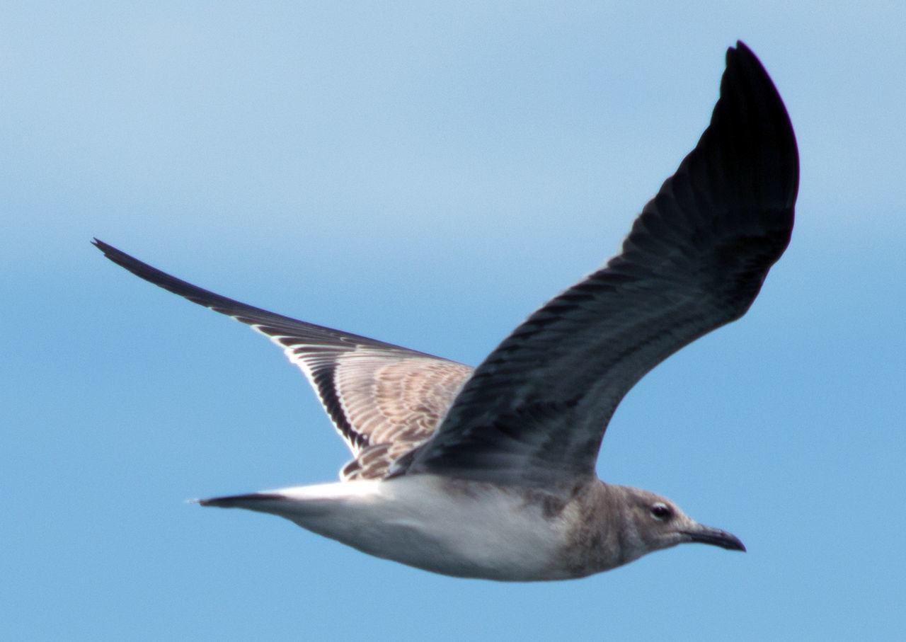 Close-up of seagull flying against blue sky