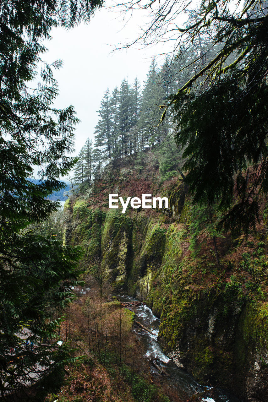 Scenic view of forest