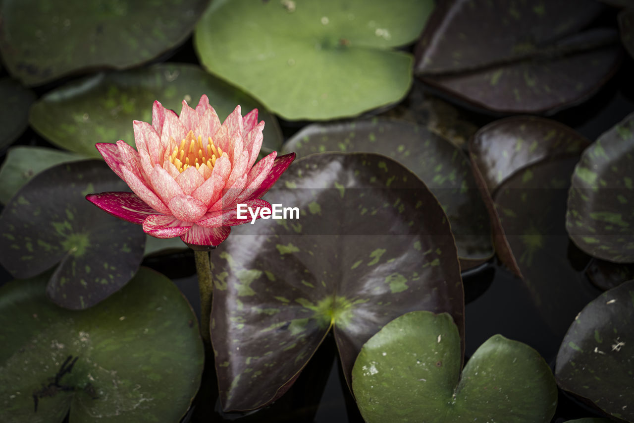 Beautiful red lotus or lotus in the pond.