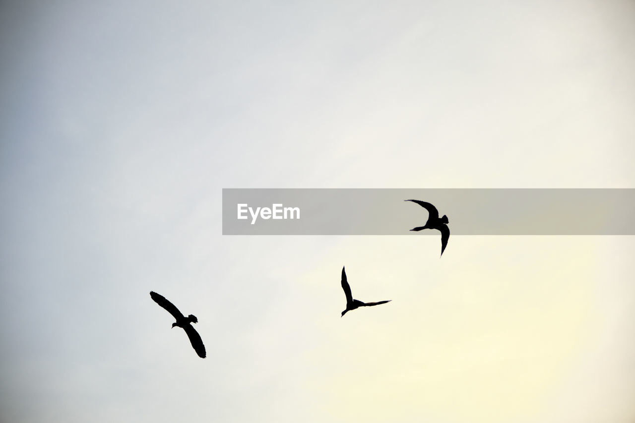 LOW ANGLE VIEW OF BIRDS FLYING