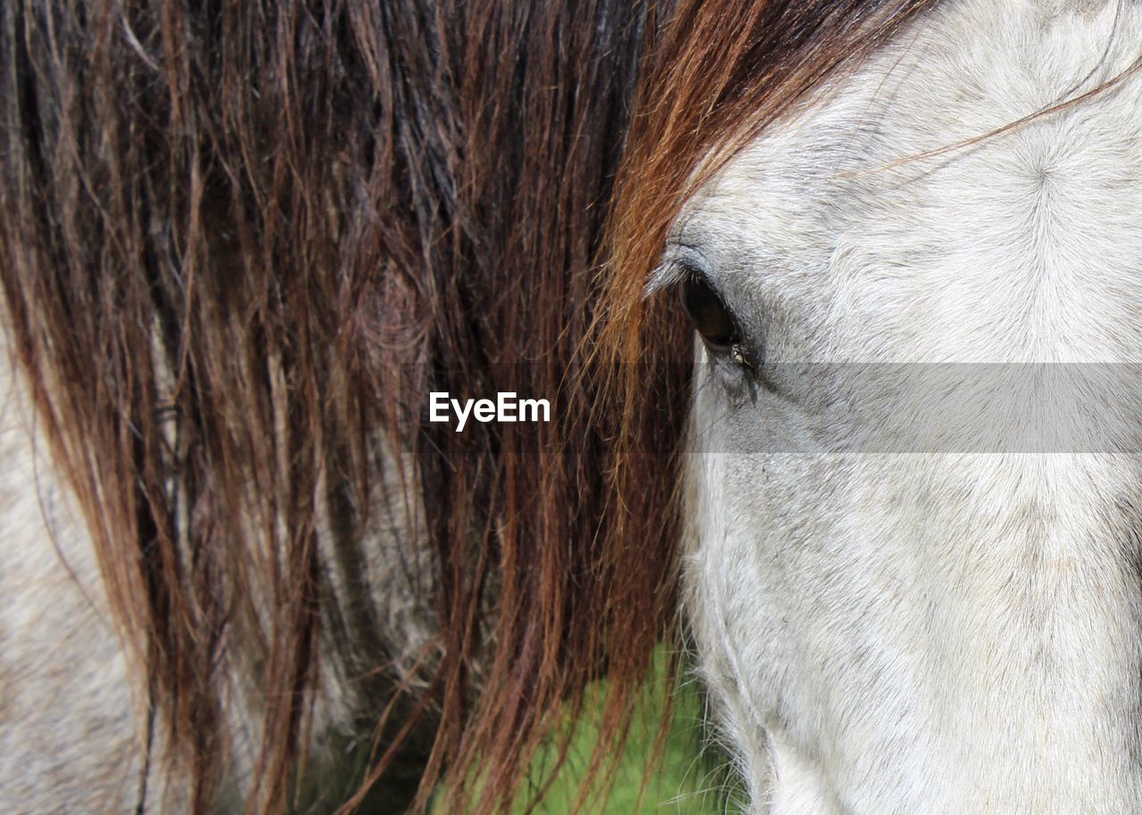 CLOSE-UP OF BROWN HORSE