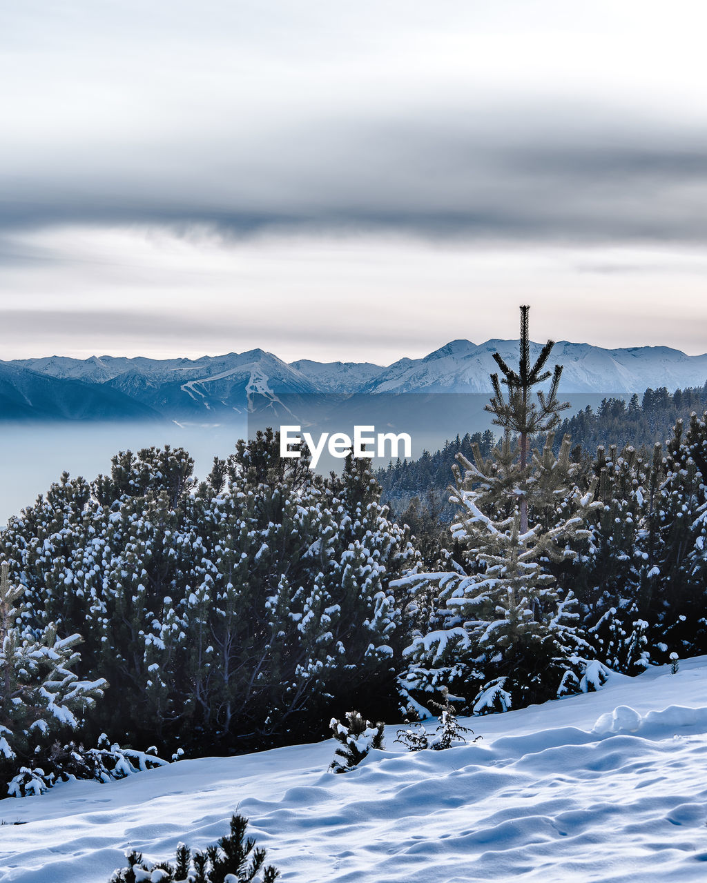 Trees on snow covered landscape against sky