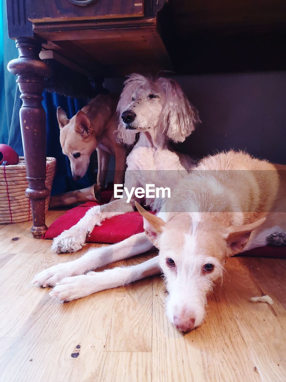 Portrait of a dogs resting on wooden floor