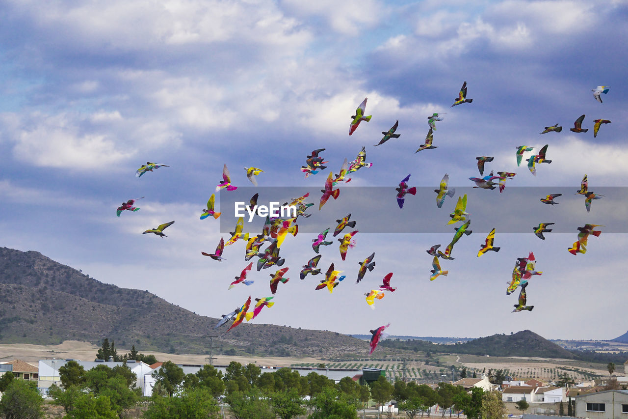 LOW ANGLE VIEW OF BIRDS FLYING IN MOUNTAINS