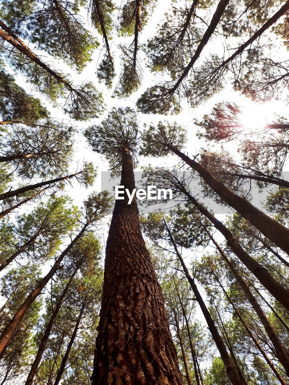 LOW ANGLE VIEW OF TREE TRUNK