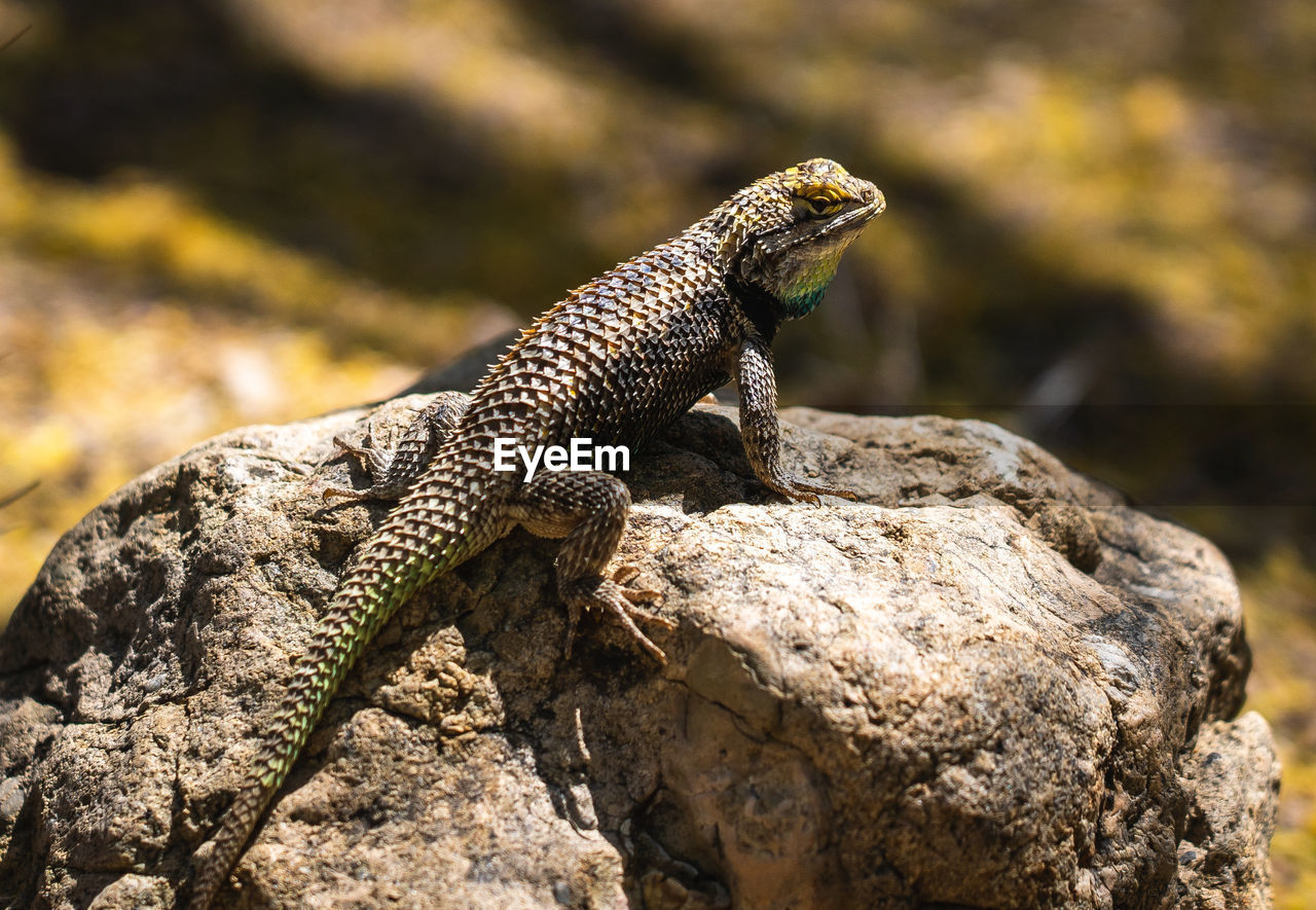 animal themes, animal, animal wildlife, one animal, reptile, wildlife, lizard, rock, wall lizard, nature, no people, dragon lizard, iguana, close-up, outdoors, side view, travel destinations, day, animal body part, focus on foreground, tree, camouflage, sunlight, environment