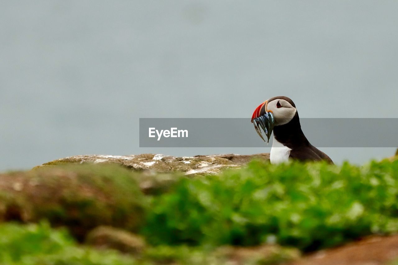 View of bird perching on rock