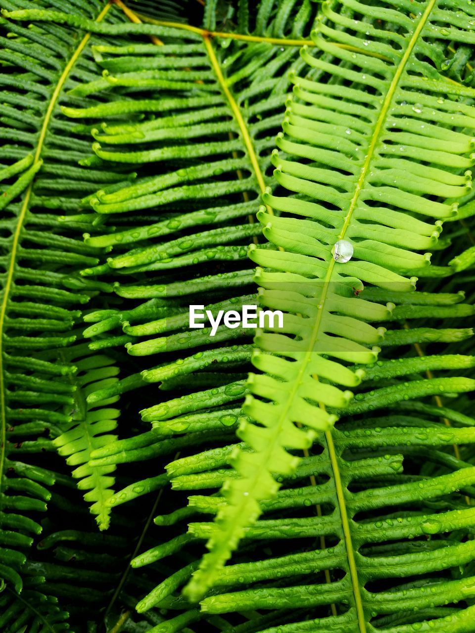 Close-up of fern