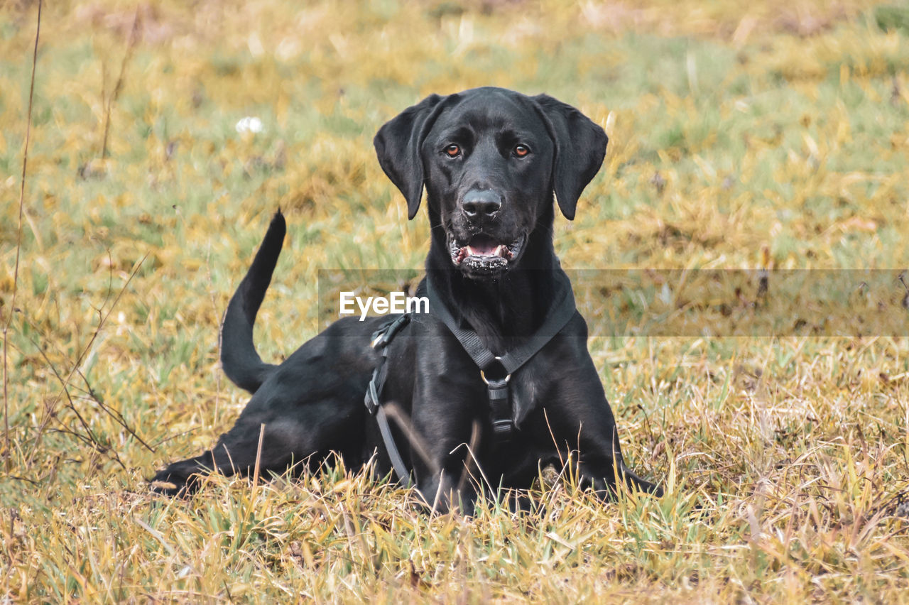 PORTRAIT OF BLACK DOG SITTING ON LAND