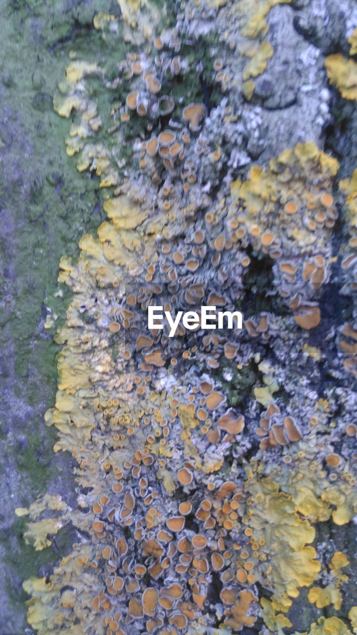 FULL FRAME SHOT OF LICHEN ON TREE TRUNK WITH MOSS