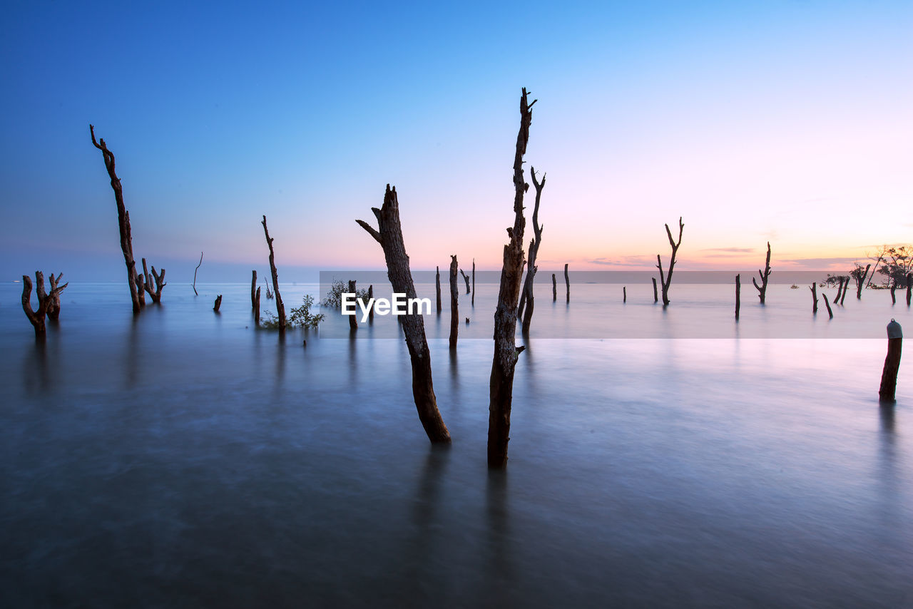 Silhouette trees in sea against sky during sunset