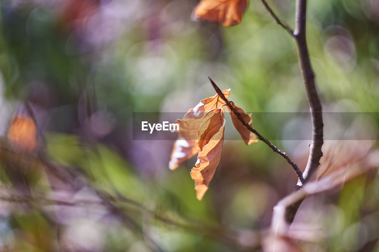 CLOSE-UP OF DRY LEAVES ON TREE DURING AUTUMN