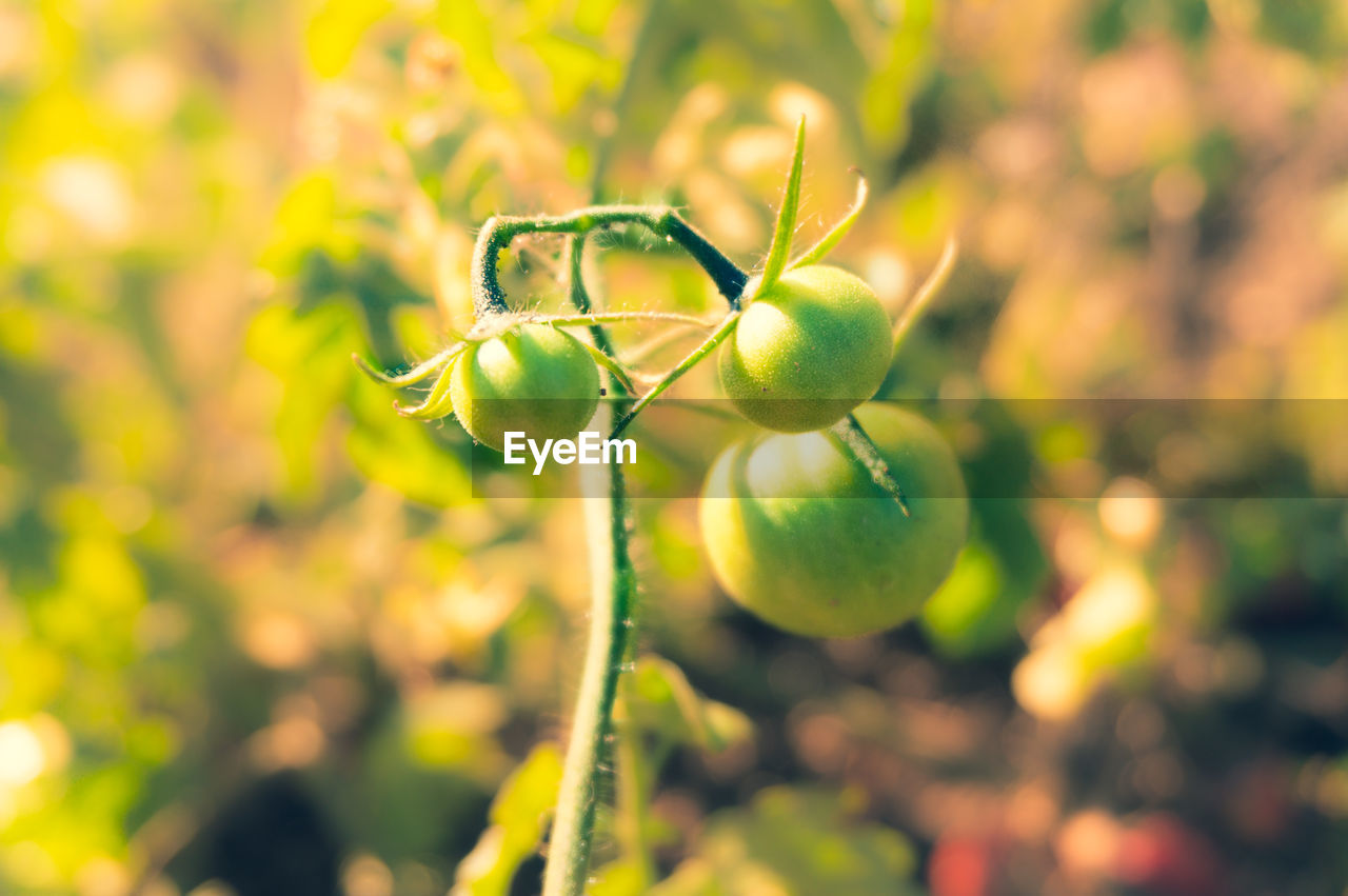 CLOSE-UP OF FRUITS GROWING ON PLANT