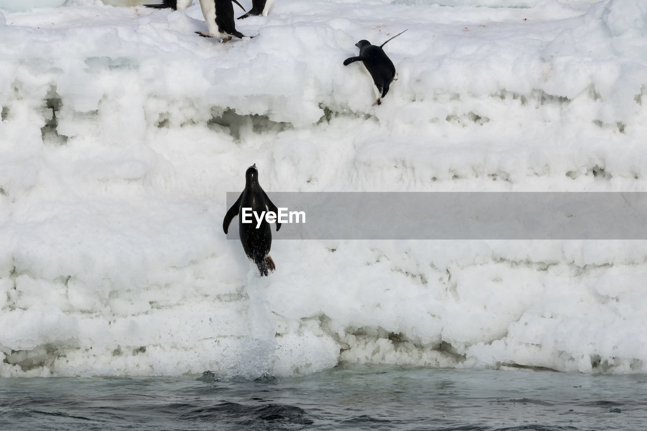 VIEW OF BIRDS IN SEA