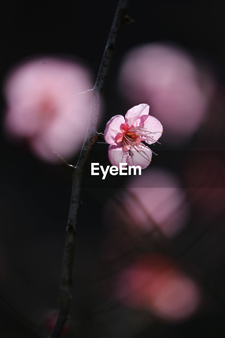 CLOSE-UP OF PINK FLOWER