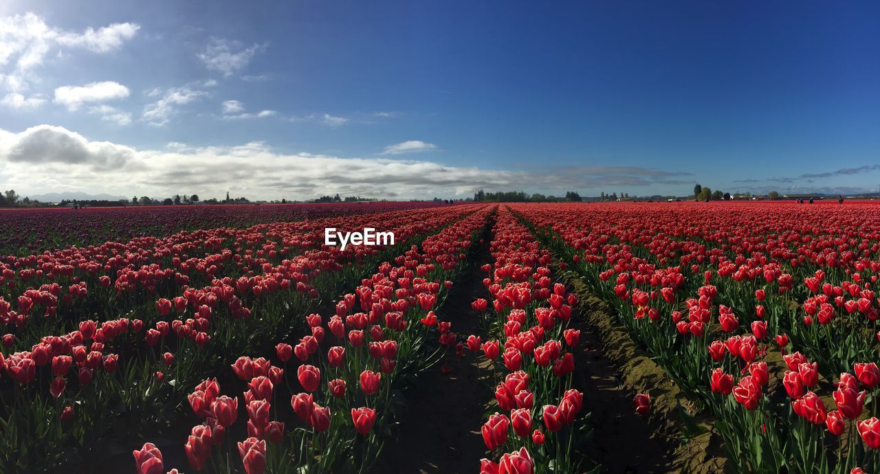 Tulip flowers in field against cloudy sky