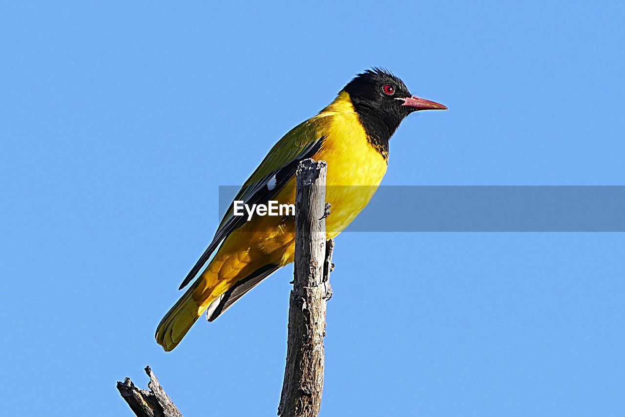 LOW ANGLE VIEW OF BIRD PERCHING ON THE SKY