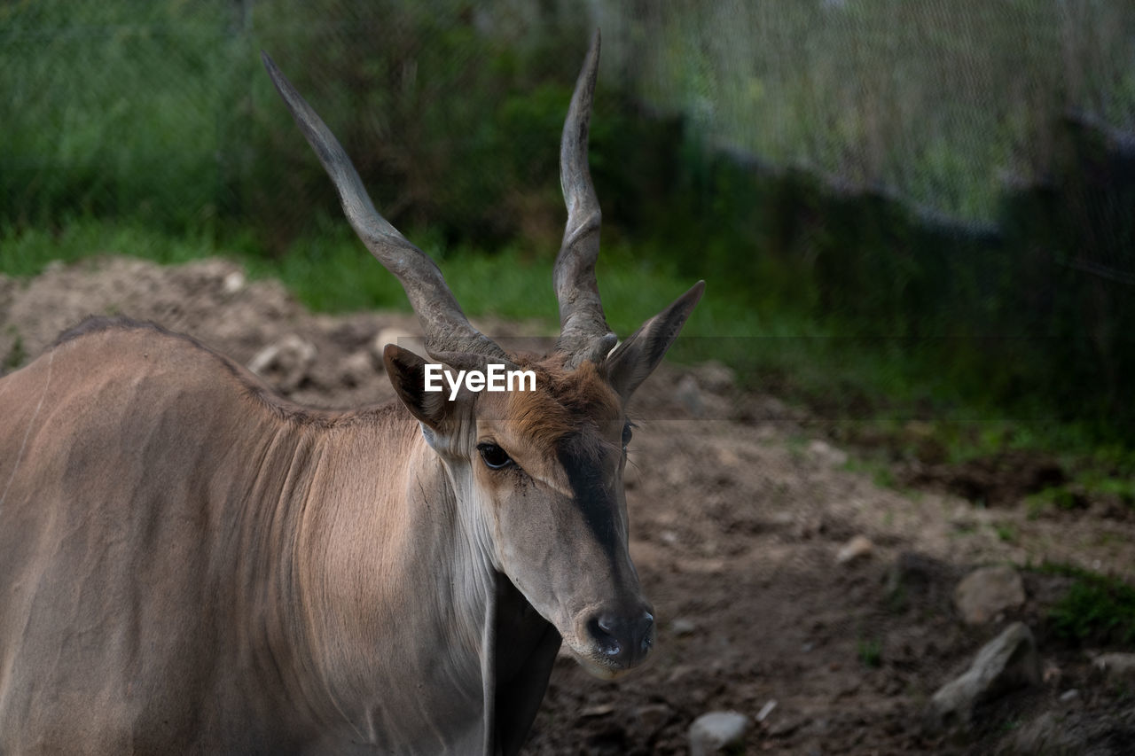 animal themes, animal, animal wildlife, mammal, wildlife, one animal, antelope, nature, horn, horned, no people, kudu, common eland, outdoors, safari, domestic animals, plant, waterbuck, day, herbivorous, tree, focus on foreground, tourism, animal body part, land, travel destinations, brown