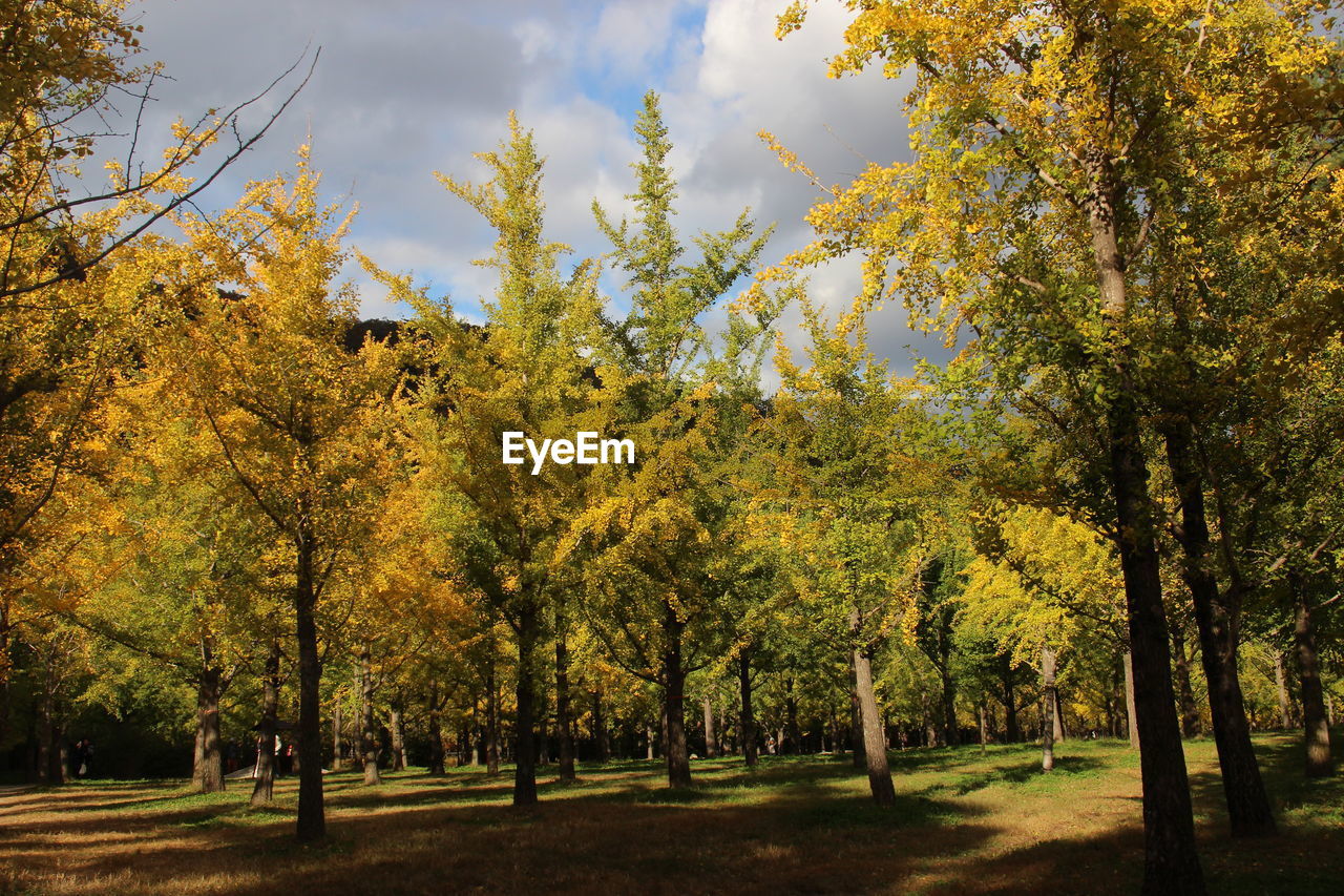 Trees in park during autumn