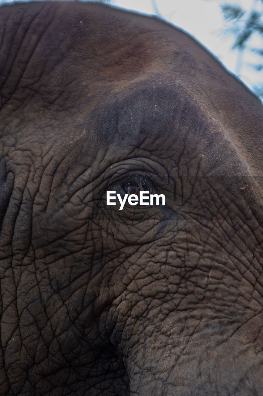 indian elephant, animal themes, animal, elephant, one animal, animal wildlife, animal body part, wildlife, mammal, african elephant, no people, animal head, close-up, wrinkled, animal eye, animal skin, day, safari, eye, nature, outdoors, portrait