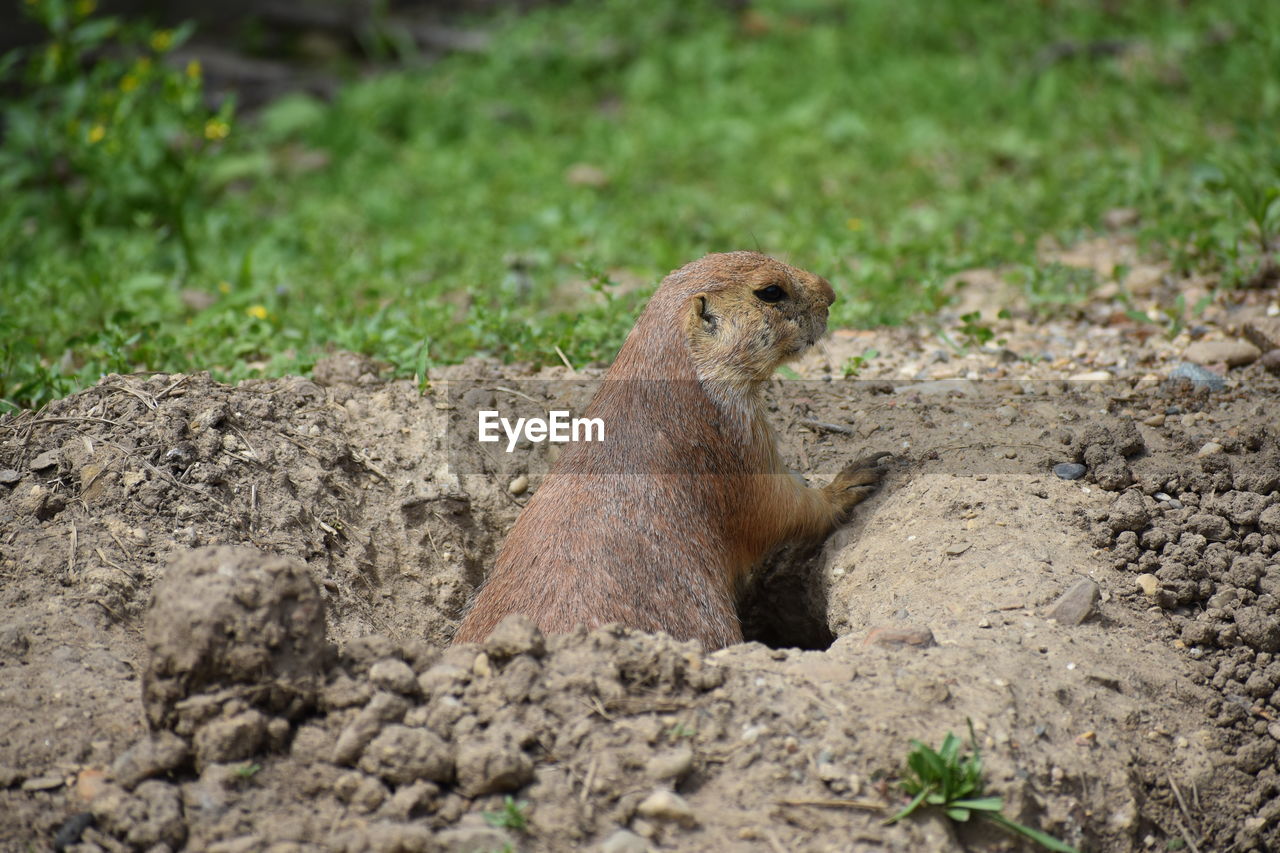 A prairie dog checks out it's surroundings outside of the burrow