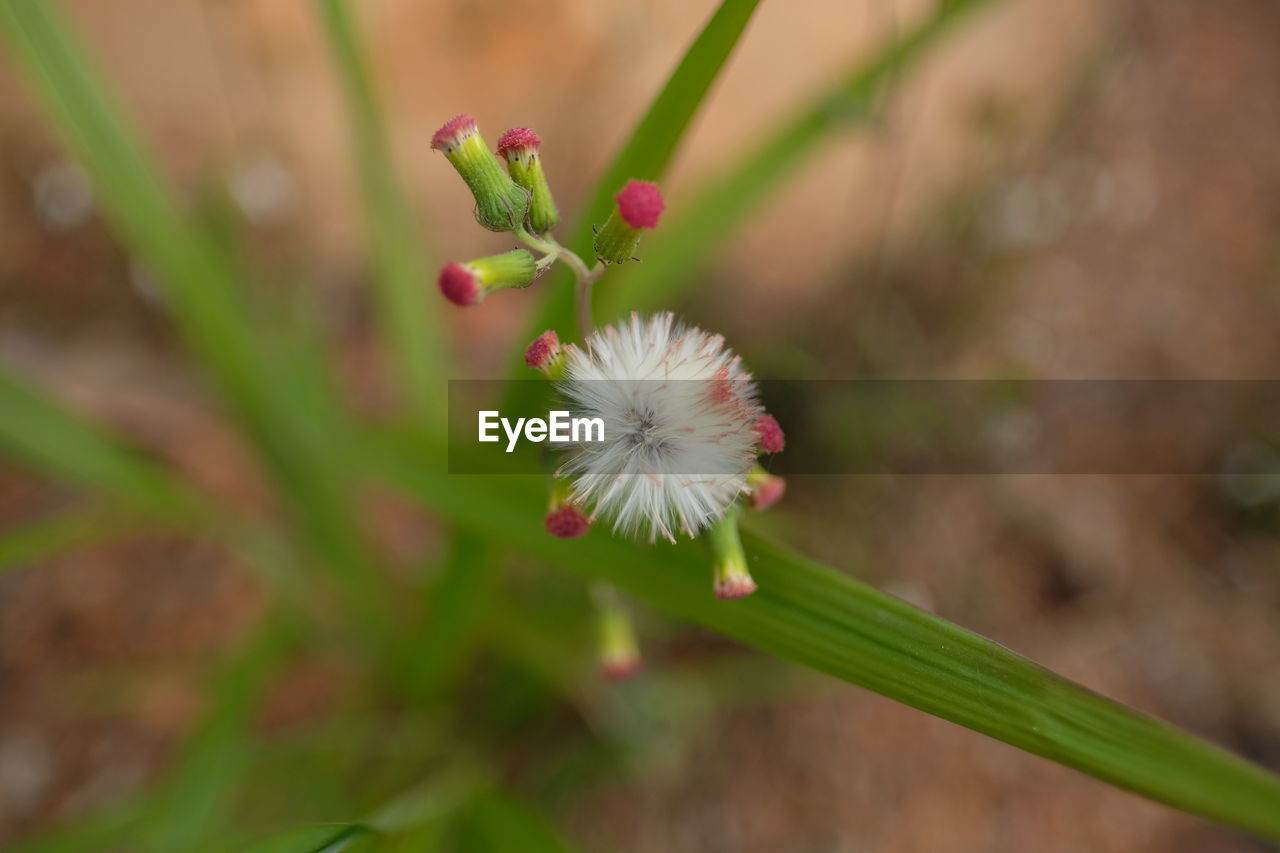 Close-up of white flowering plant