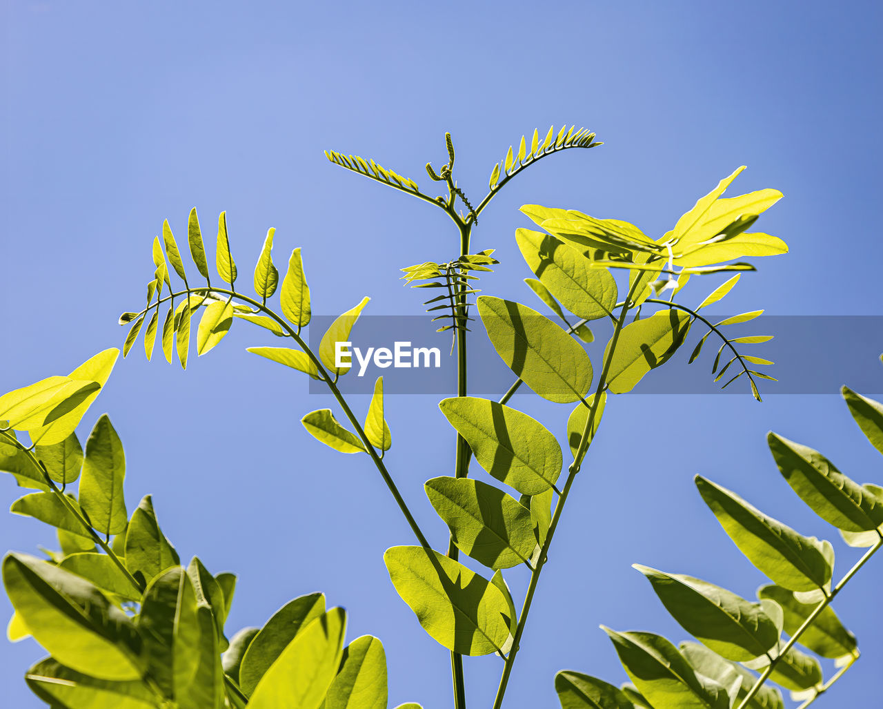 plant, leaf, plant part, nature, sky, growth, tree, blue, clear sky, branch, flower, no people, food, green, food and drink, outdoors, low angle view, crop, beauty in nature, agriculture, day, yellow, freshness, produce, sunny, environment