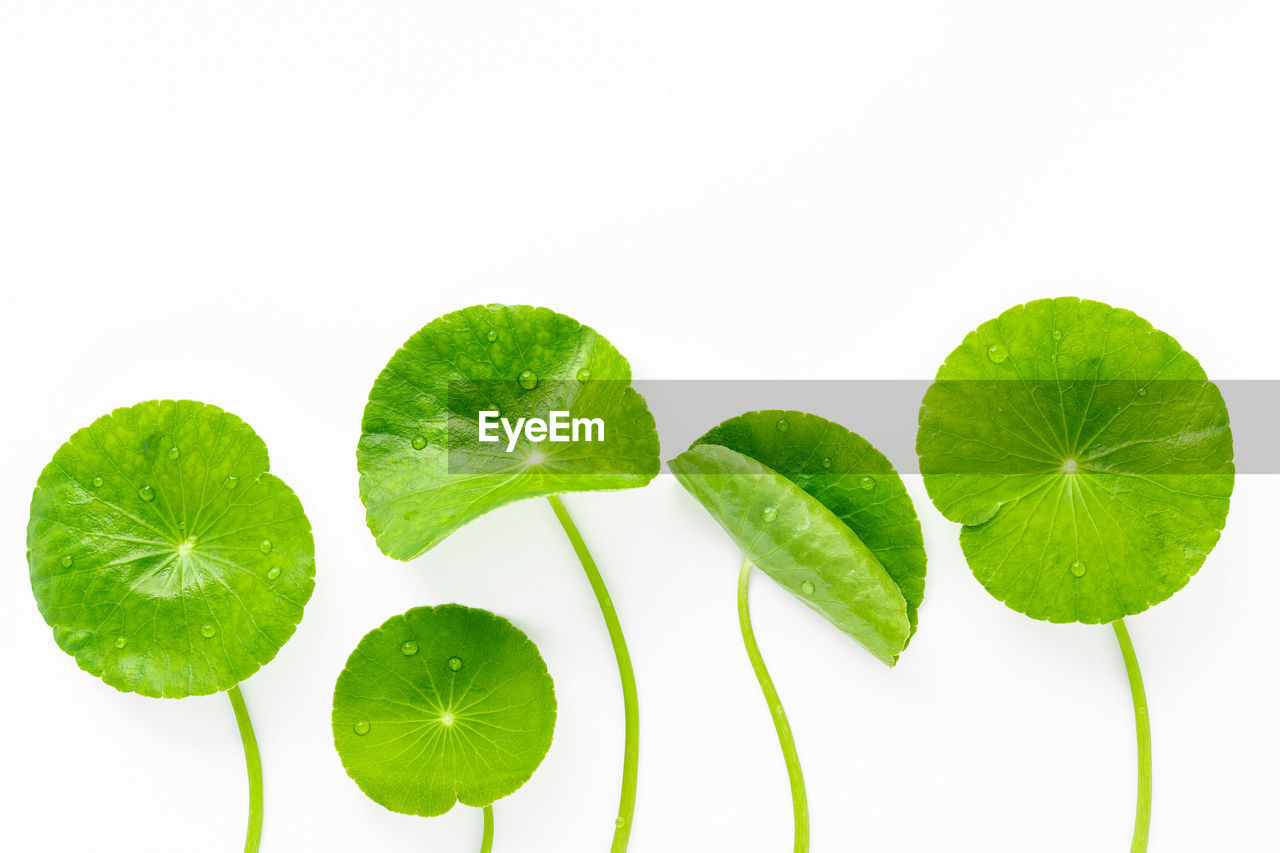 leaf, plant part, food and drink, green, plant, food, white background, freshness, studio shot, lime, healthy eating, produce, fruit, nature, no people, wellbeing, cut out, indoors, citrus, citrus fruit, copy space, herb, directly above, close-up, ingredient