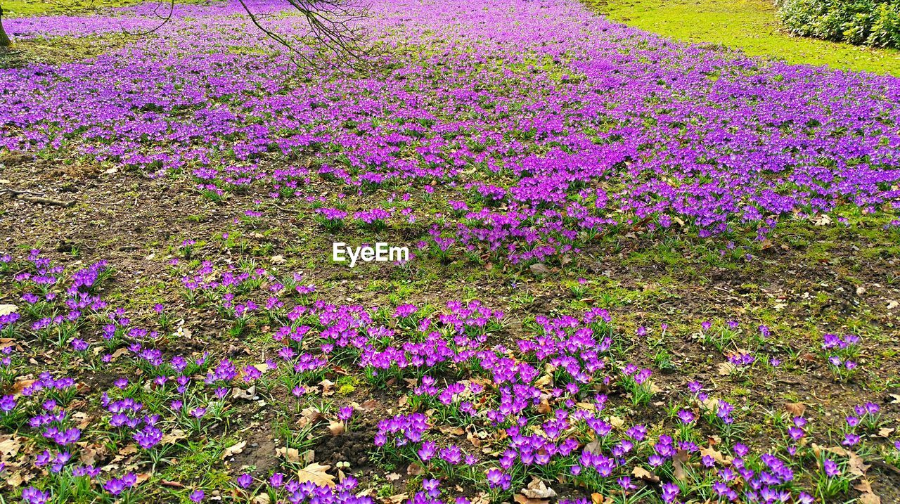 FULL FRAME SHOT OF PURPLE FLOWERS BLOOMING ON FIELD