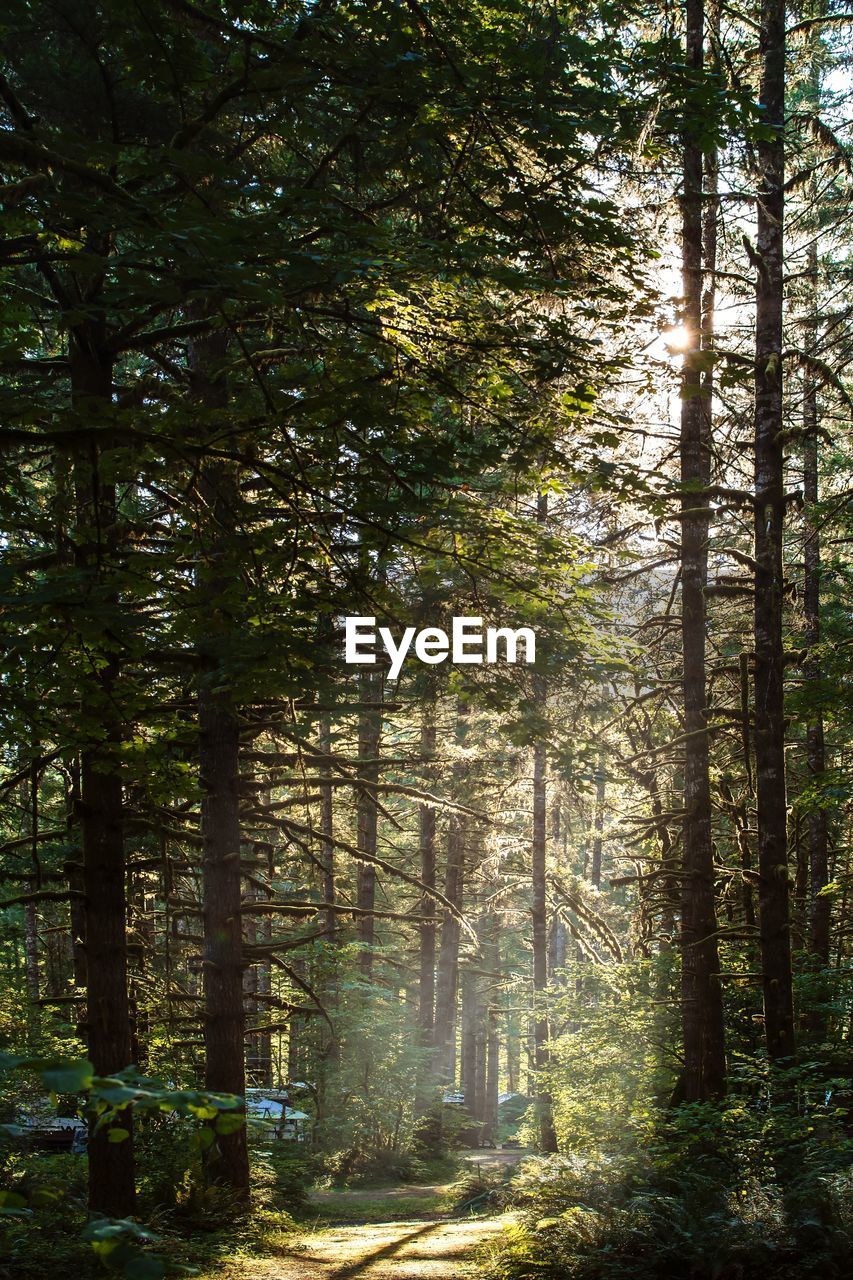 Sunlight streaming through trees in forest