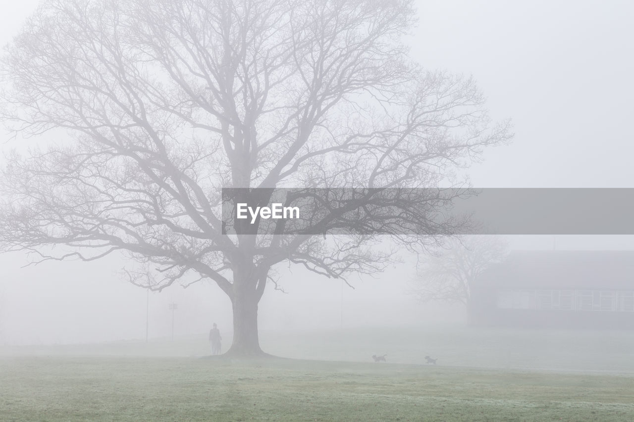 BARE TREE IN FIELD AGAINST SKY DURING FOGGY WEATHER