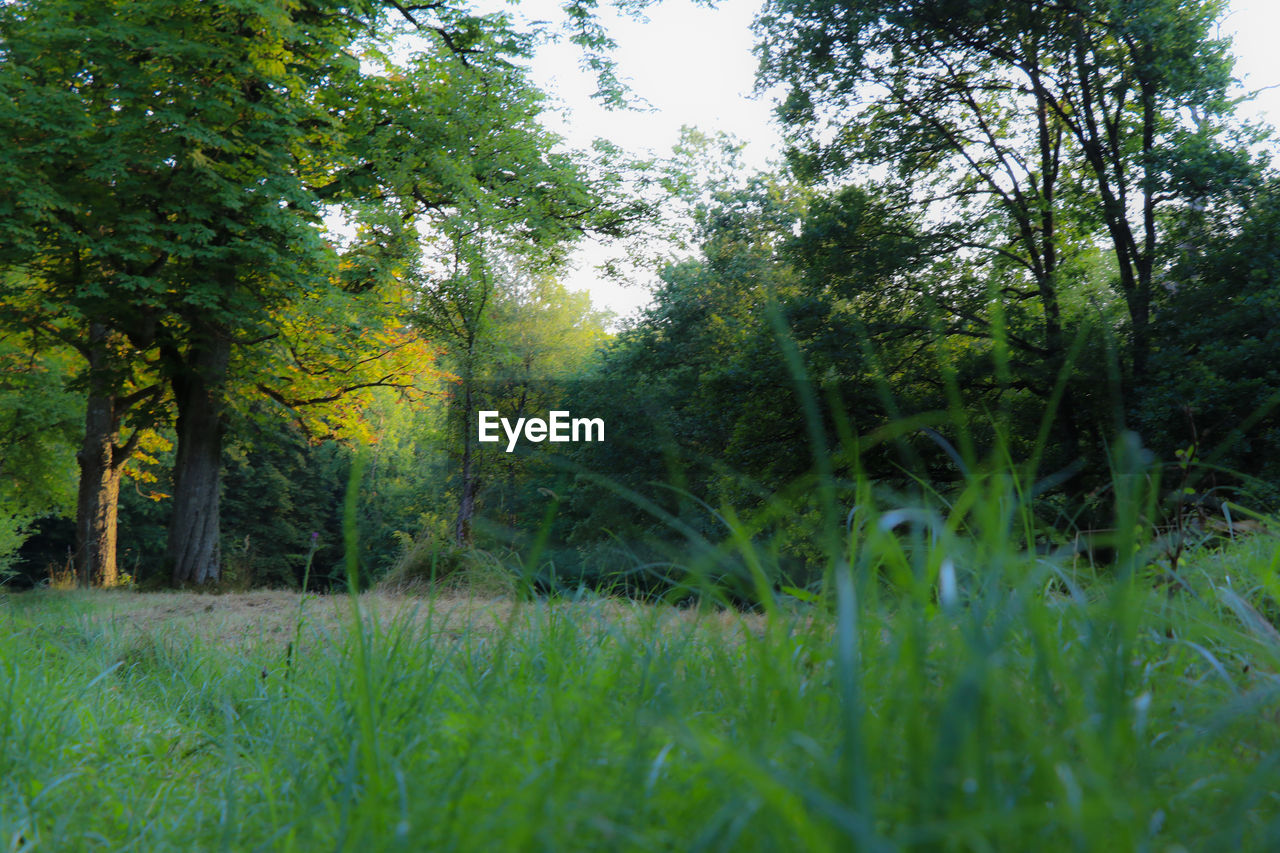 TREES GROWING IN FOREST