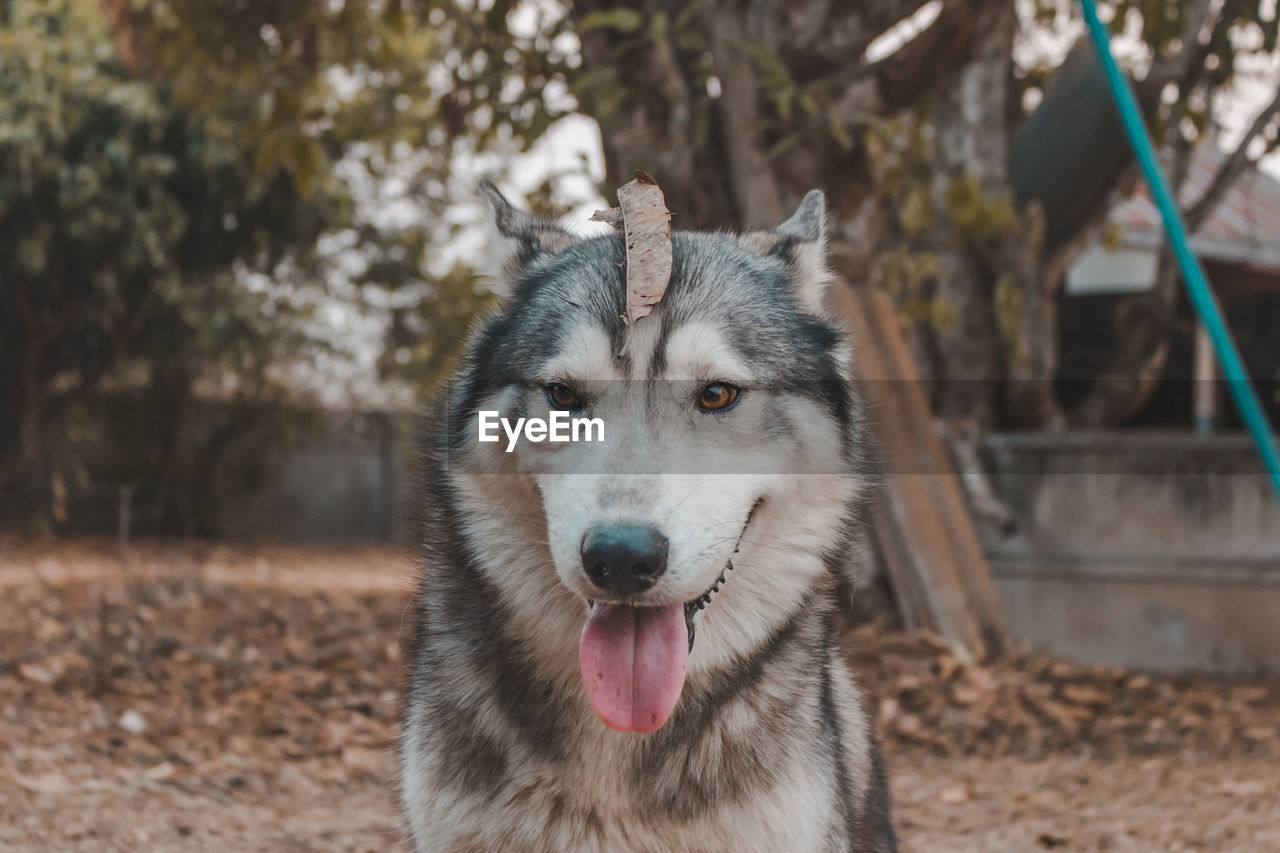 Portrait of siberian husky dog.siberian husky is sitting on the ground of grass.it so cute.