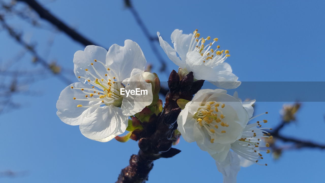 CLOSE-UP OF FRESH WHITE FLOWERS AGAINST SKY