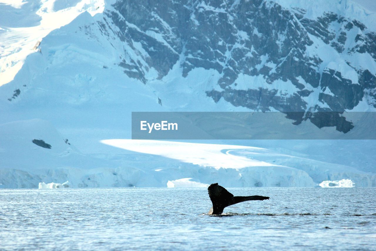 VIEW OF BIRD ON SNOW COVERED MOUNTAIN