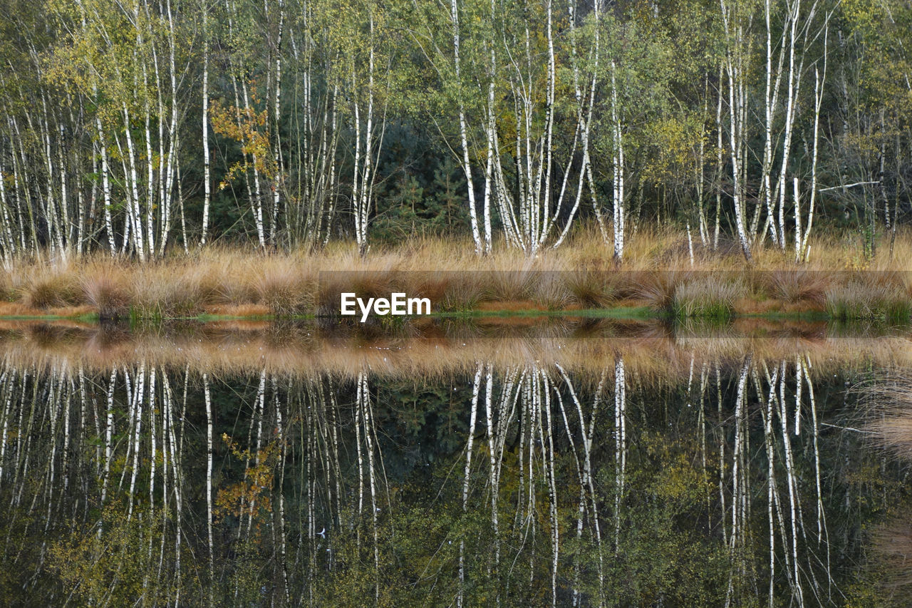 Reflection of trees in lake