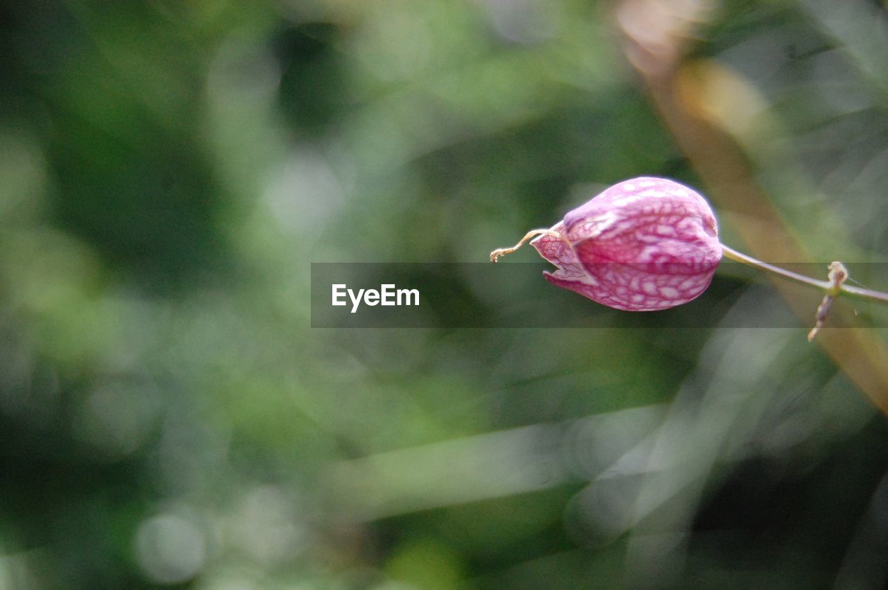 Close-up of pink flower bud