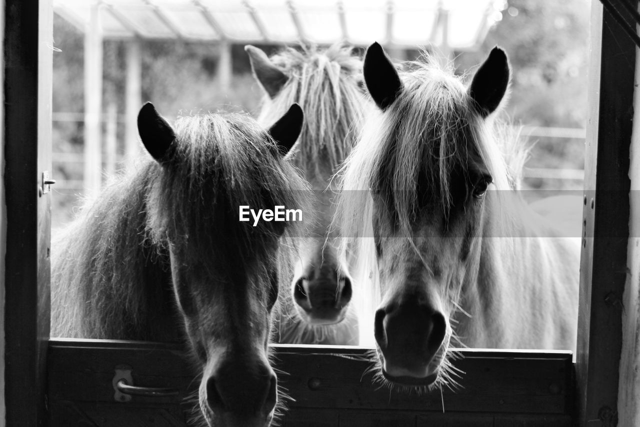 Portrait of horses in pen